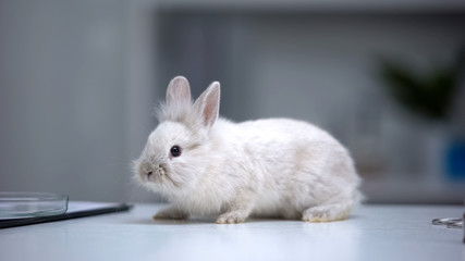 Rabbit sitting on table with docs and petri dish, experimental laboratory
