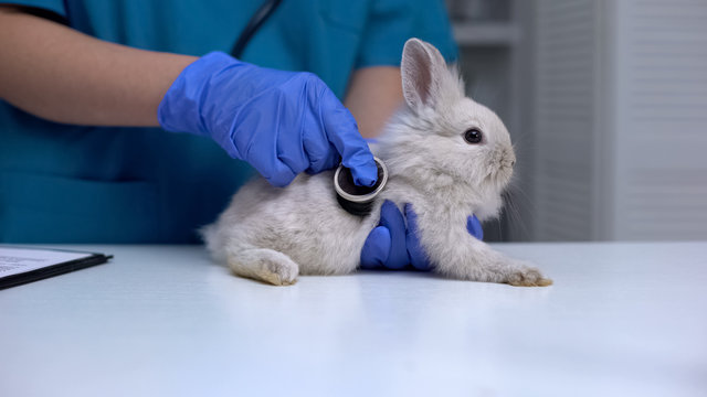 Vet listening rabbit stomach with stethoscope, diagnosing digestive diseases