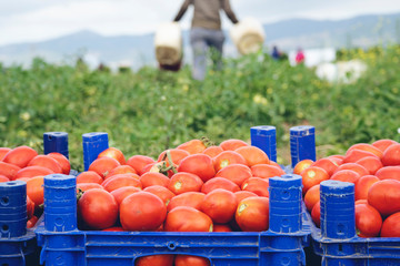 Fototapeta premium fresh red tomatoes loaded on fruit boxes in green field