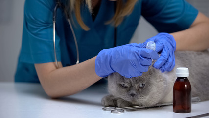 Veterinarian dropping medications in cat ears, tick prevention and treatment
