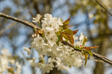 Close up of white flowers of blooming sweet cherry, Prunus avium against blurry background