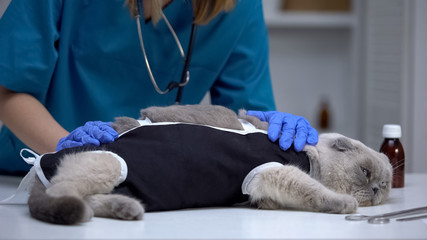 Veterinary surgeon checking bandage on cat stressed after spaying, castration