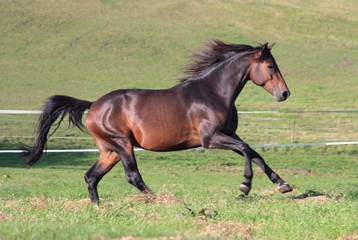 Obraz premium Hengst hat Spaß