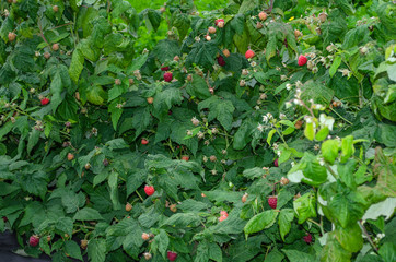 Raspberry bush. Red ripe and not yet ripe raspberry in green foliage.