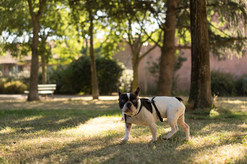 Chien bouledogue fran&ccedil;ais en train de jouer dans un parc