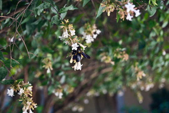 Abejorro libando las flores