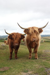 Schottisches Hochlandrind