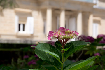 Camelia frente a Palacio Real