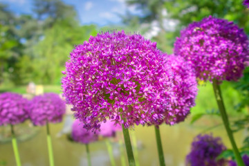 Obraz premium purple flowers on green background