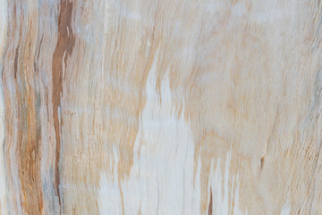 Textural image of the fibers of the felled and split logs