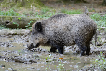 Wildschwein im Tierpark