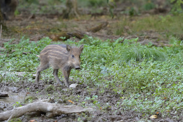 Wildschwein Nachwuchs 1
