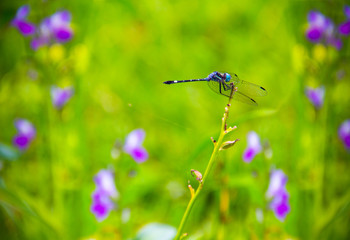  A blue dragonfly is strongly attached to a thin branch that the breeze seems to rock.