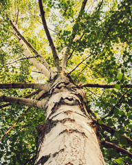 Fototapeta premium tree