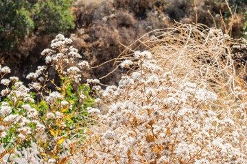summer grass and flowers in morning sun