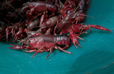 Pêche d'écrevisses