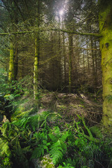 tourist hiking on a sunny summer day on the nature of mountain norway
