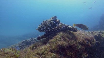 Annoyed Octopus Fish Attack. Grumpy Squid Reef Octopus Frustrated By Fish Attacking.Moody Bottom Dwelling Critter On Coral Reef. Colourful Dangerous Marine Life & Beautiful Aquatic Underwater Wildlife