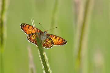 Butterfly close view