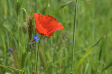 Landscape nature- red poppy