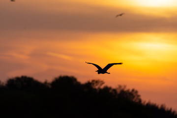 Fling bird against sunset. Orange and black sunset. Golden hour.
