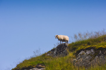 Naklejka premium tourist hiking on a sunny summer day on the nature of mountain norway