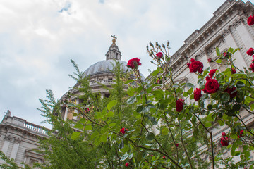 St Pauls Cathedral in London with beautiful red roses, UK