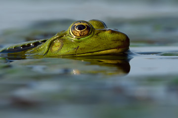 Green frog in the water. Close view detailed eye.
