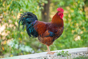 rooster farm bird in the garden