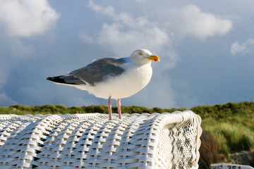 Möwe auf Strandkorb