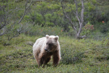 Bear in Alaska