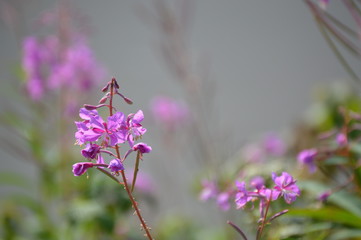 Flower in Alaska