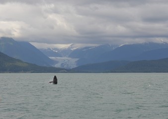 Whale in Alaska Breaching in front of Glacier 