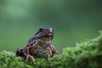 Grasfrosch