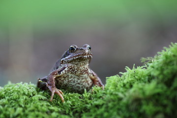 Grasfrosch