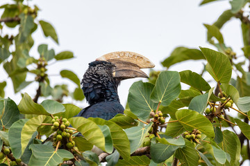 bird, Silvery-cheeked Hornbill, Ethiopia wildlife
