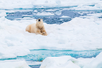 Obraz na płótnie Canvas Large polar bear lying on a large ice pack in the Arctic Circle, Nordaustlandet, Svalbard, Norway