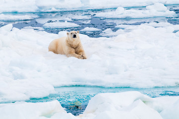 Large polar bear lying on a large ice pack in the Arctic Circle, Nordaustlandet, Svalbard, Norway