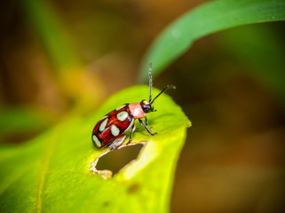 An accessoryally large ladybird is on a green leaf