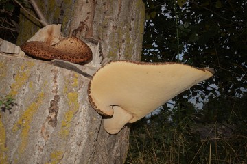 Close-up of the fungus Polyporus squamosus fungus on the tree trunk