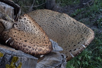 Close-up of the fungus Polyporus squamosus fungus on the tree trunk