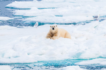 Large polar bear lying on a large ice pack in the Arctic Circle, Nordaustlandet, Svalbard, Norway