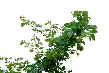 Tropical plant with leaves and branches on white isolated background for green foliage backdrop 