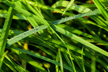 Grashalme, Regentropfen, Morgentau, Tau