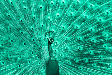 Peacock showing up his feathers toned in trendy  mint leaf green