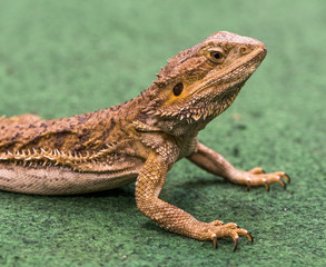 Pogona Vitticeps Walks on Green Carpet Close Up of Bearded Dragon.