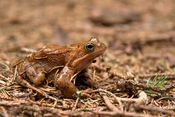 brown frog in the forest