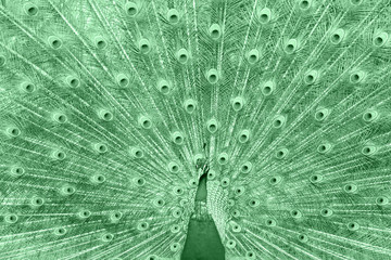 Peacock showing up his feathers toned in trendy neo mint green, color of the year 2020
