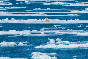 Large polar bear lying on a large ice pack in the Arctic Circle, Nordaustlandet, Svalbard, Norway