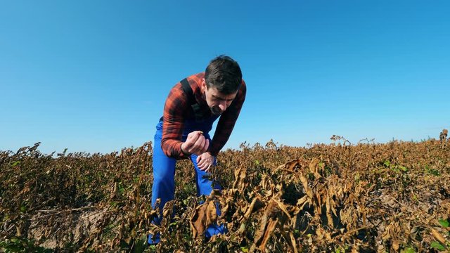 Male cultivator is disappointed with faded plants
